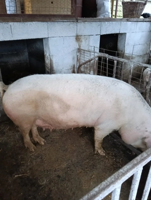 Vând Scroafă hrănită cu mâncare de calitate. - imagine 2