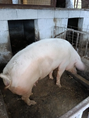 Vând Scroafă hrănită cu mâncare de calitate. - imagine 3