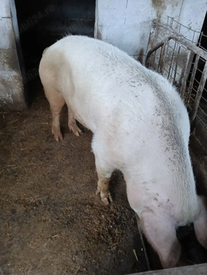 Vând Scroafă hrănită cu mâncare de calitate. - imagine 4