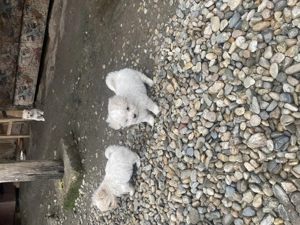 Bishon maltez rasa original - imagine 5