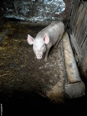 de vanzare - imagine 3