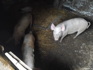 de vanzare - imagine 2