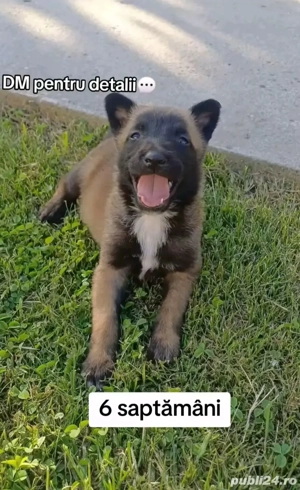 caței ciobănesc belgian malinois 