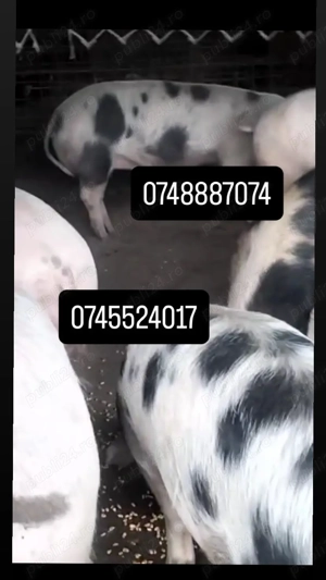 Porci de vanzare - imagine 2