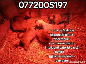 caței ciobănesc belgian malinois  - imagine 2