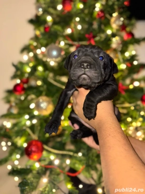    Puiuți Shar-Pei negri   disponibili înainte de Sărbători!     - imagine 2