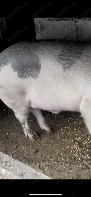 Porci de vanzare - imagine 3