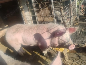 Porci de vanzare  - imagine 4