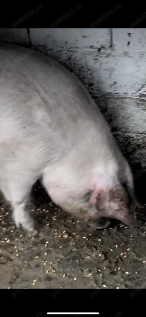 Porci de vanzare - imagine 4