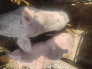 Porci de vanzare 