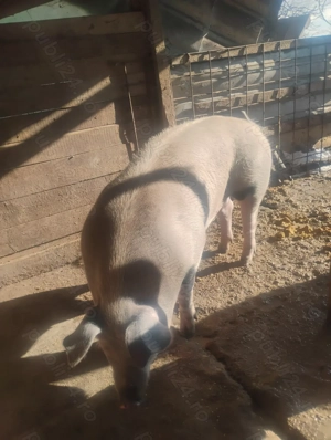 Porci de vanzare  - imagine 5