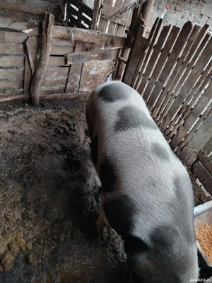 vând purcea de carnea  - imagine 2