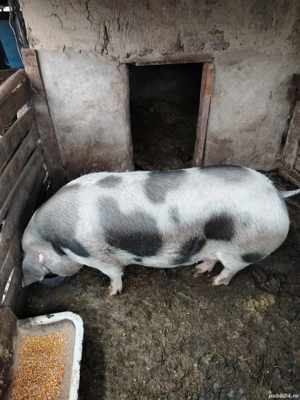 vând purcea de carnea  - imagine 3