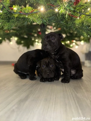     Puiuți Shar-Pei negri   disponibili înainte de Sărbători!     - imagine 4
