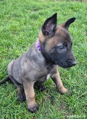 Ciobănesc Belgian Malinois Femela Pedigree  - imagine 2