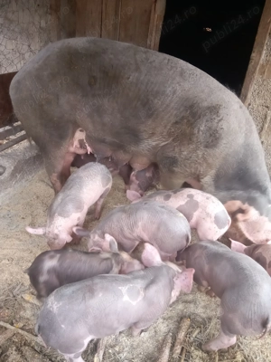 Vând purcei Pietrain - imagine 2