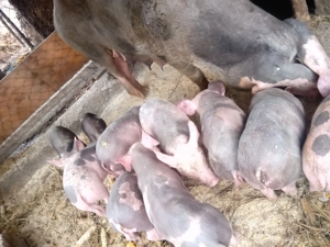 Vând purcei Pietrain