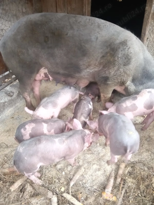 Vând purcei Pietrain - imagine 3