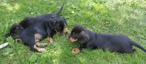 Catei teckel cauta stapani iubitori - imagine 4