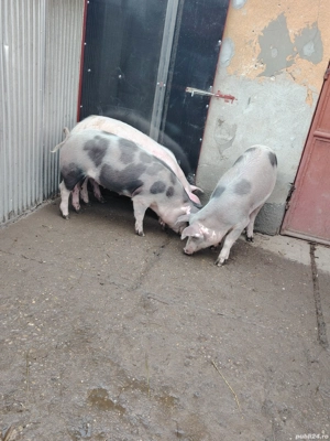 Vând 3 scrofite 60-70 de kg  - imagine 2