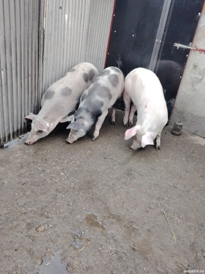 Vând 3 scrofite 60-70 de kg 