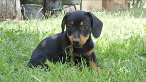 Catei teckel cauta stapani iubitori - imagine 3