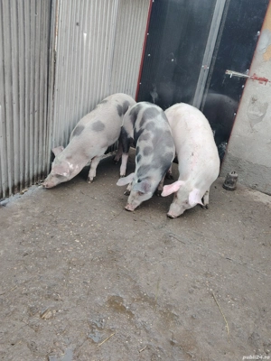 Vând 3 scrofite 60-70 de kg  - imagine 5