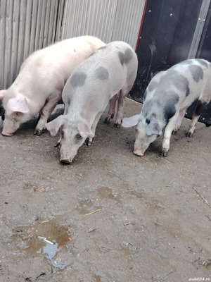 Vând 3 scrofite 60-70 de kg  - imagine 3