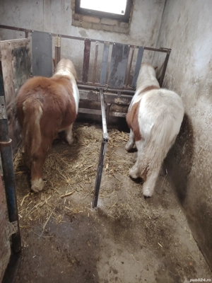 Vand manze de ponei 7 luni