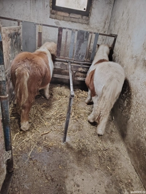 Vand manze de ponei 7 luni - imagine 2