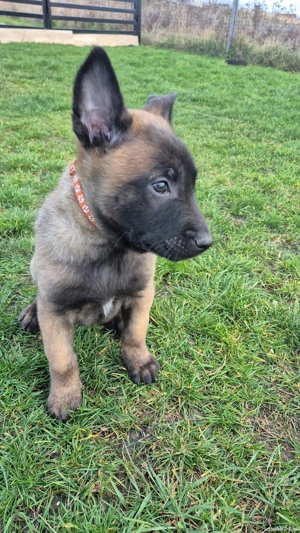 Ciobănesc Belgian Malinois mascul Pedigree  - imagine 2