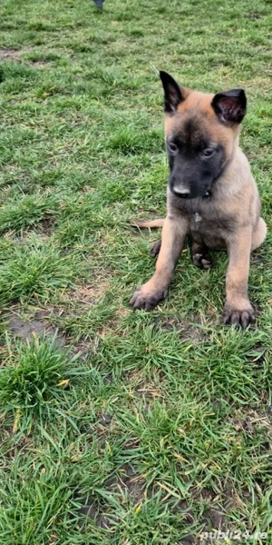 Ciobănesc Belgian Malinois mascul Pedigree 