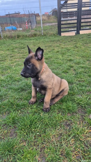 Ciobănesc Belgian Malinois mascul Pedigree  - imagine 3