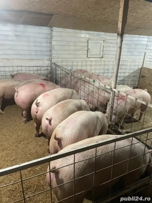De vanzare porci! - imagine 4