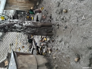 De vânzare 2 retoi salbatici sau schimb cu cereale 