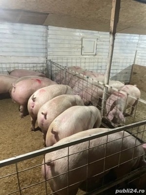 De vanzare porci!