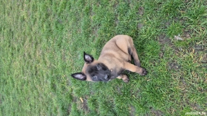 Ciobănesc Belgian Malinois mascul Pedigree  - imagine 4