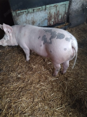 Porci de carne - imagine 2