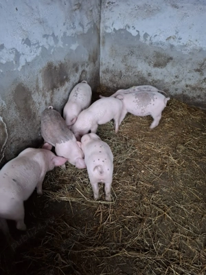 Vând purcei duroc cu marele alb - imagine 3
