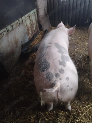 Porci de carne - imagine 3