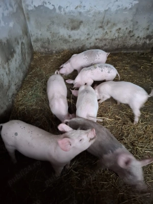 Vând purcei duroc cu marele alb - imagine 2