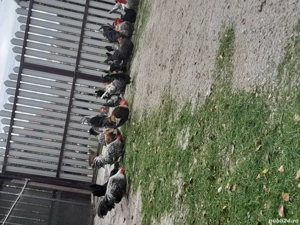 De vanzare gainuse chabo fac schimb doar cu cereale 