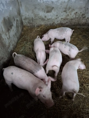 Vând purcei duroc cu marele alb