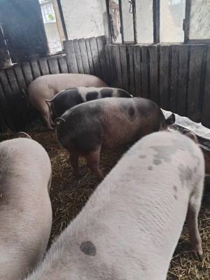 Porci de carne - imagine 4