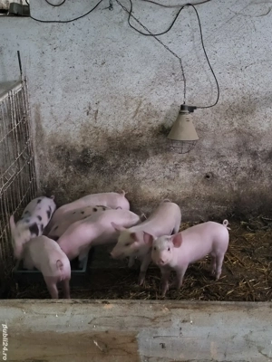 Vand purceii  - imagine 3