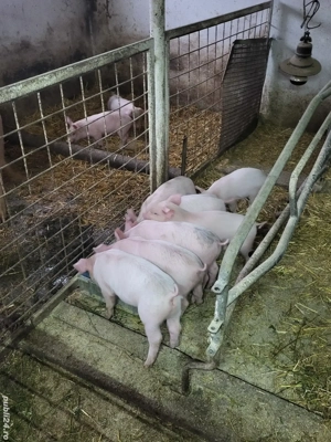 Vand purceii  - imagine 4