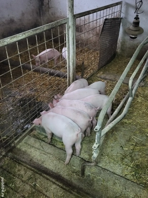 Vand purceii  - imagine 5