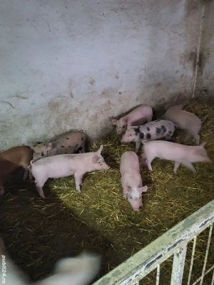 Vand purceii 9 săptămâni  - imagine 3