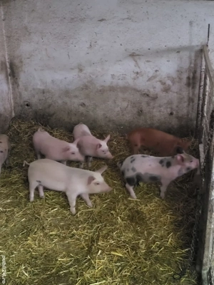 Vand 19 purceii marele alb +duroc