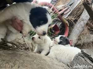 se doneaza 6 catelusi 